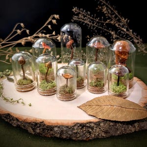 REAL Mushroom Terrariums | Cottagecore Dried Mushroom Specimen | Dried Fungi Curiosity Vial with Moss | Mini Botanical Display | Nature Gift