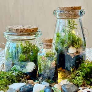 Terrarium Kit II w/ 3 Jars, 6 Jars or 7 Jars + Resin Pond! Live Moss, Glass Bottles w/ Cork Lids, Complete Terrarium DIY Kit, Birthday, Gift