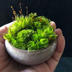 Wabi Kusa Dish Garden: Miniature Bonsai Companion with Live Plants and Glass Terrarium Dome Add On